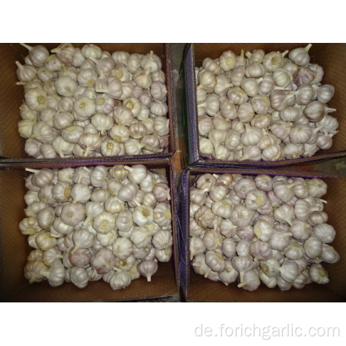 Normale weiße Knoblauch-frische neue Ernte Jinxiang